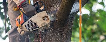 Trusted Rio Del Mar, CA  Tree Services Experts